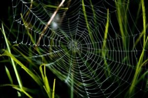 a spider web